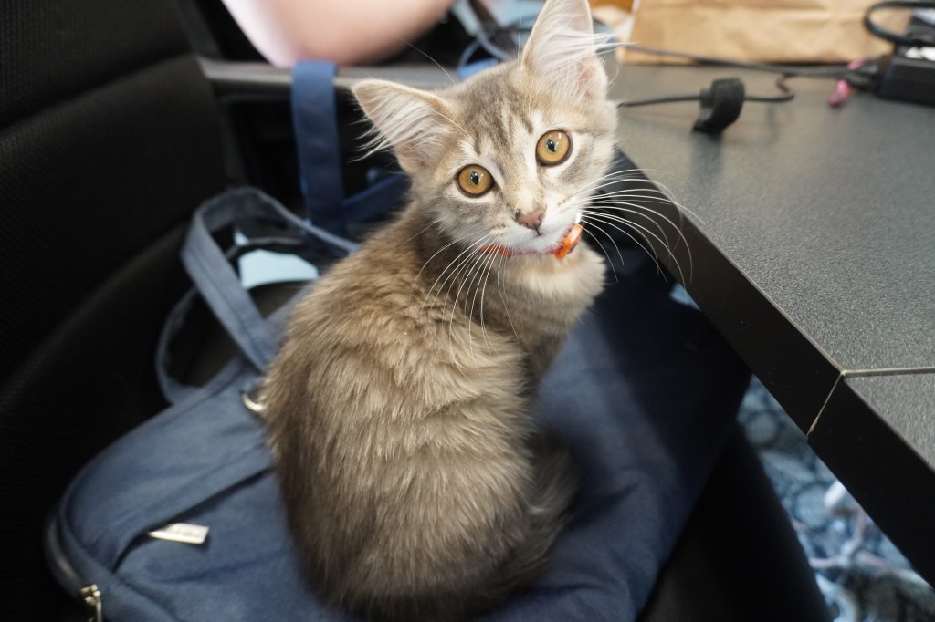 a picture of a kitten sitting at a desk in a chair