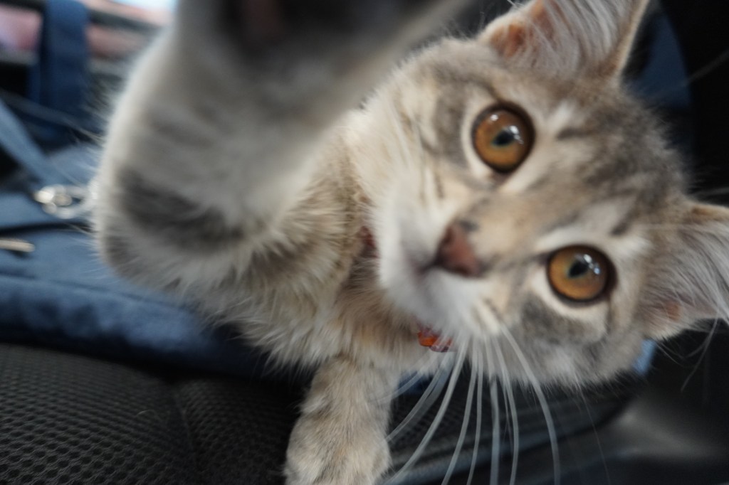 A photo of a cat playing with the camera