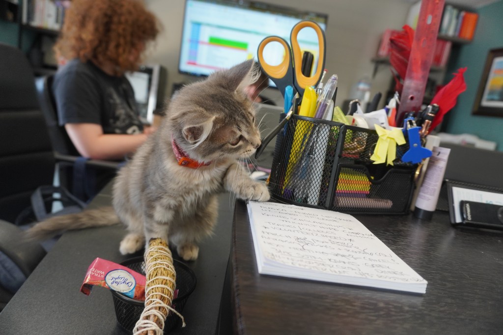 A photo of Office Kitty hard at work making mischief at THINK
